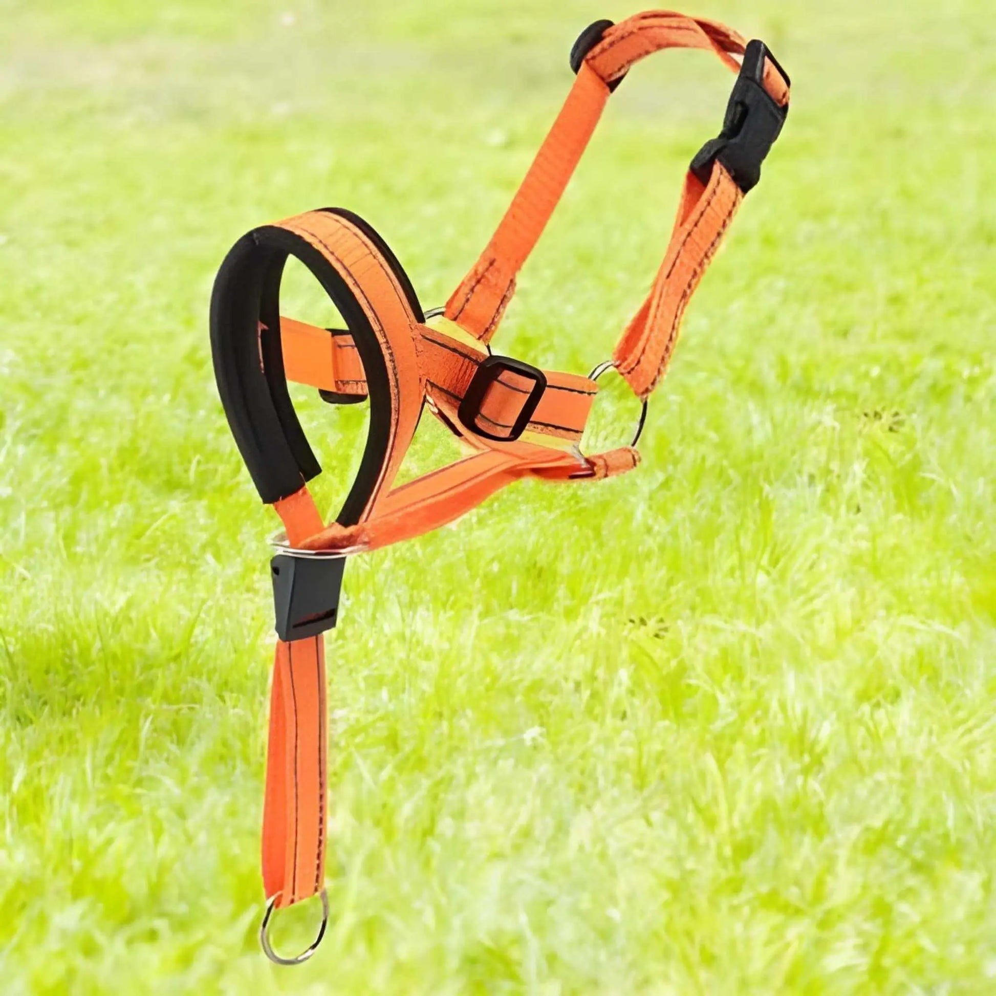 Un licol chien de couleur orange 