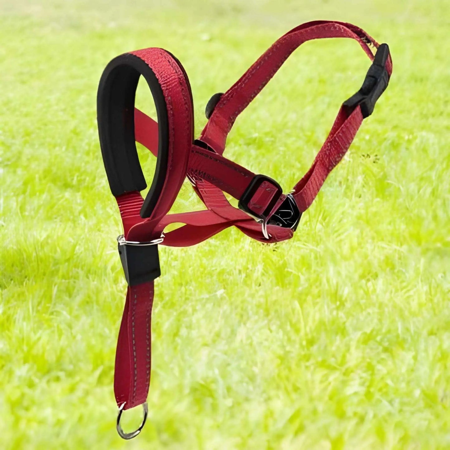 Un licol chien de couleur rouge.