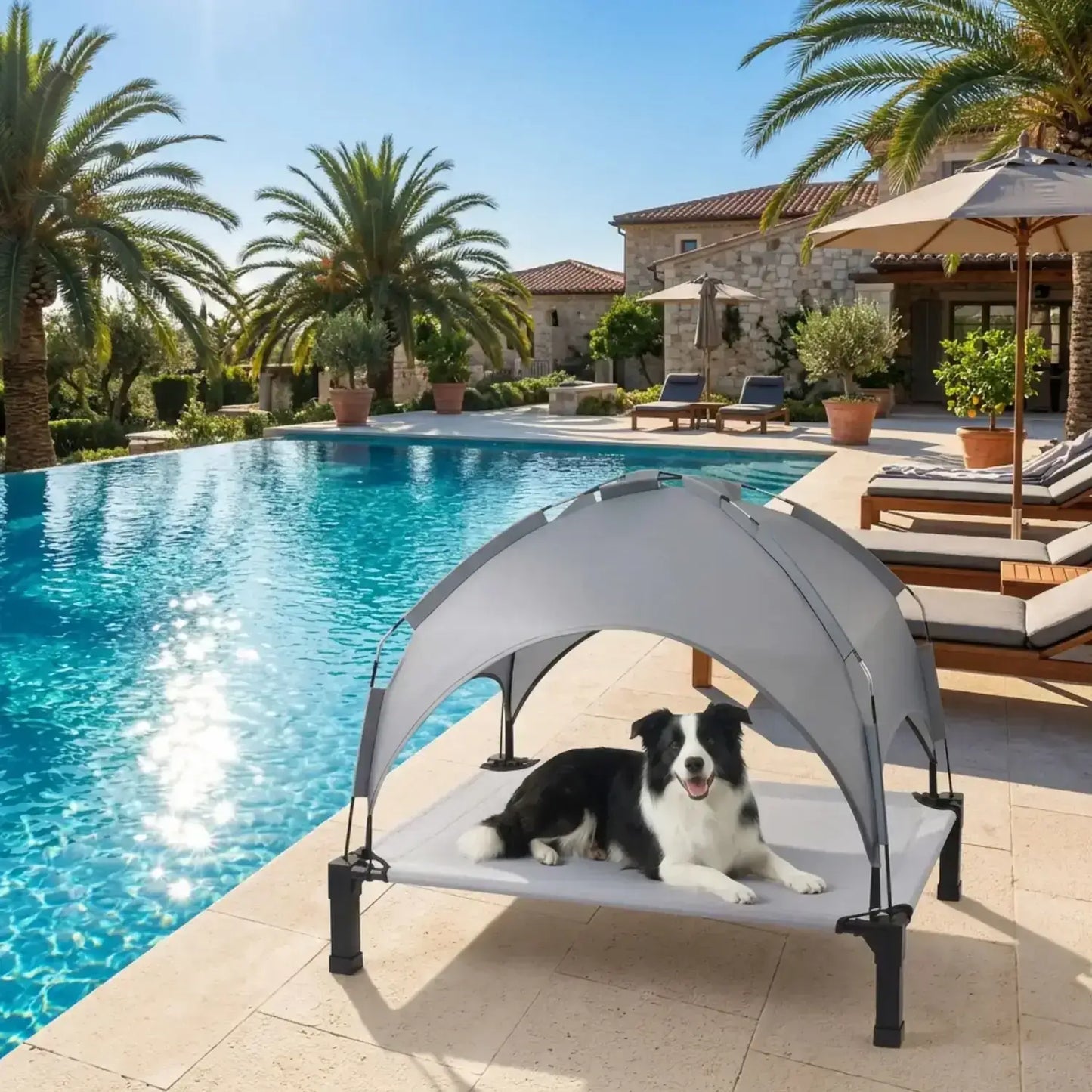 Un border collie près d'une piscine est allongé sur un lit de camp pour chien avec évent.