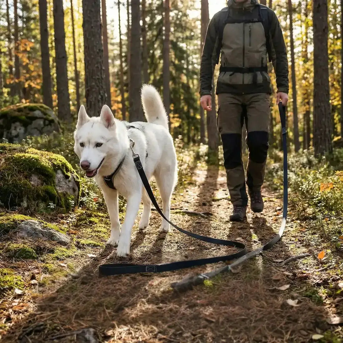 Un homme avec son husky marche dans un sentier dans la forêt avec la longe de 10 m pour chien noire.