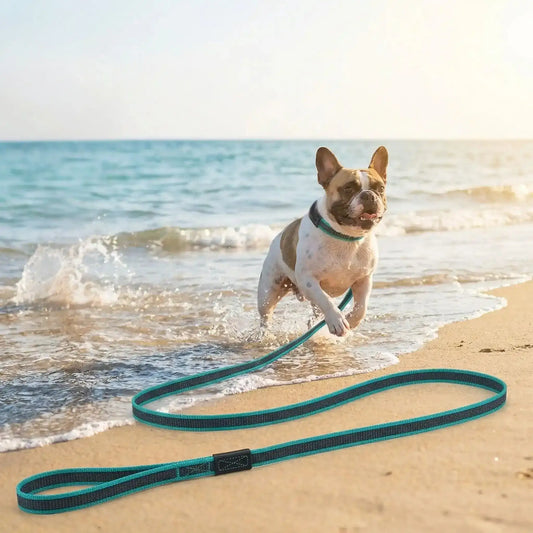 Un bouledogue français joue dans l'eau sur la plage avec sa longe de 10m pour chien vert.