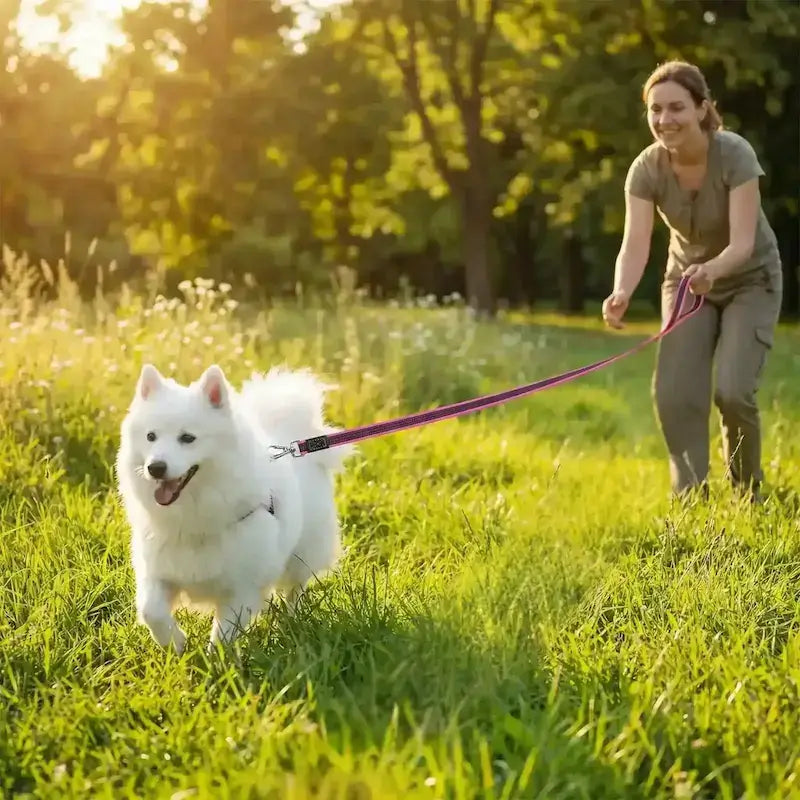 Une femme entraîne son spitz japonais au rappel avec la longe de 10 m pour chien.