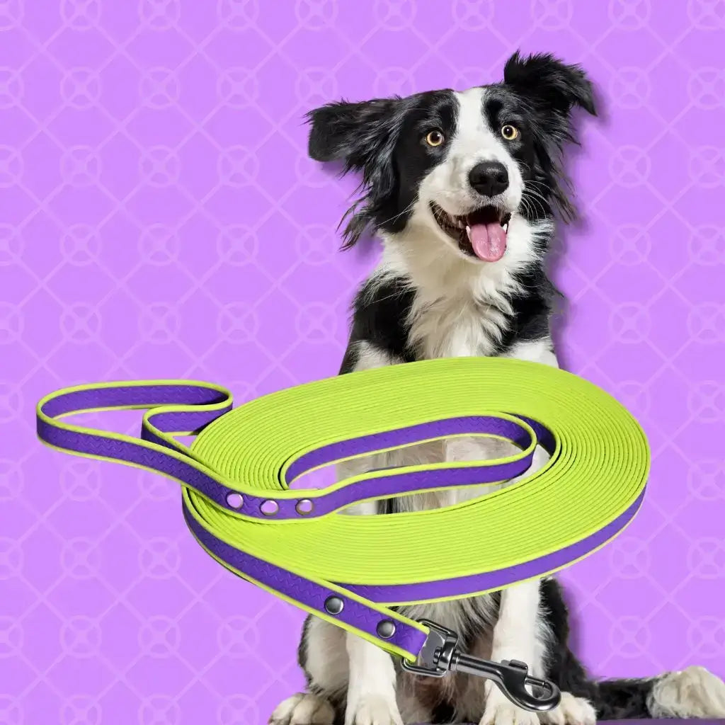Un border collie avec une longe de couleur jaune et violette.