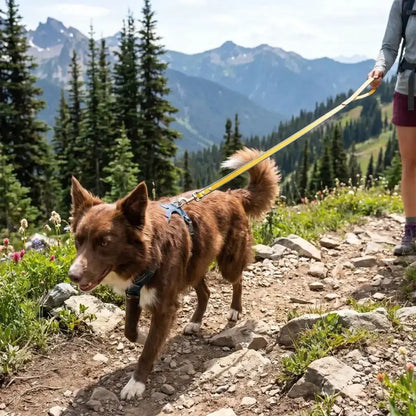 Un border collie en randonnée avec son maître dans les montagnes avec sa longe pour chien 5m de couleur orange et bleue.