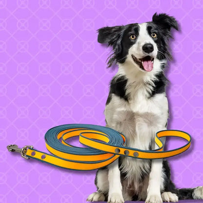 Un border collie avec une longe de couleur bleu et orange.