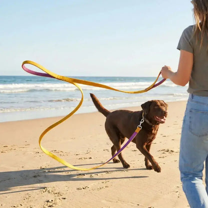 Un labrador sur la plage avec sa maitresse et sa longe pour chien 5m de couleur orange et violette.