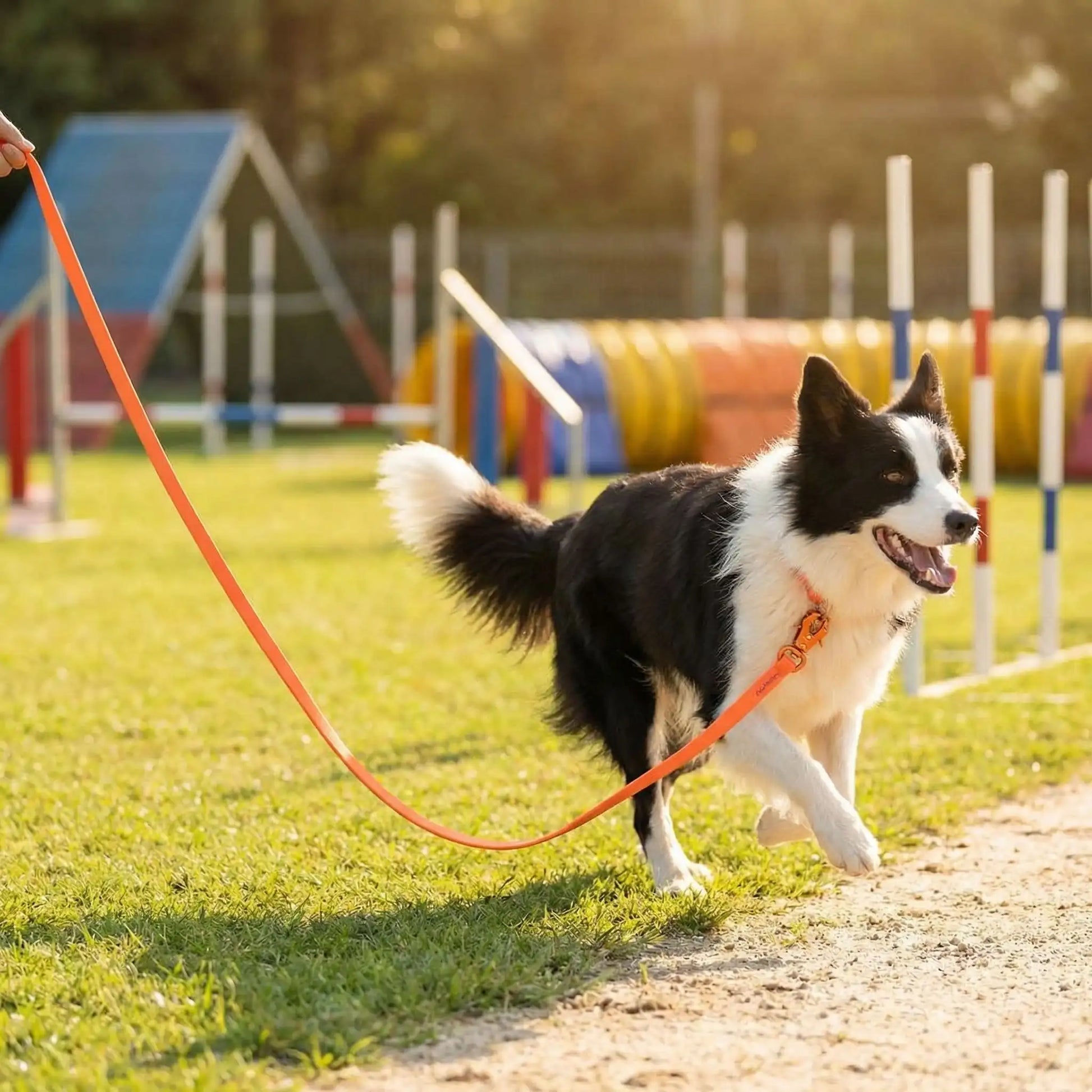 Border collie sur un terrain d'agility avec sa longe pour chien orange.