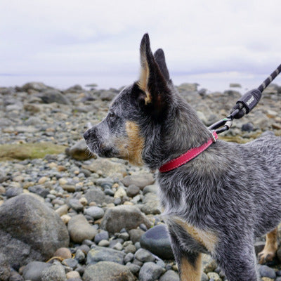 longe chien border colli bord plage roche