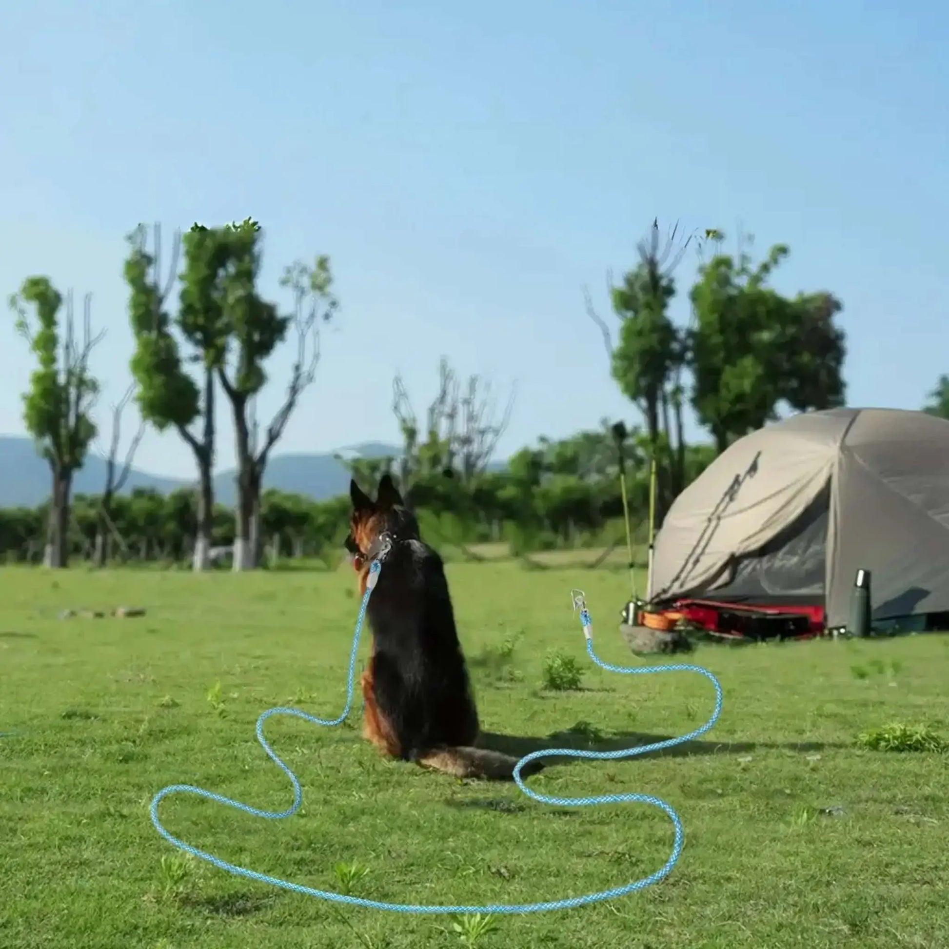 Un berger allemand vu de dos assis au camping avec sa longe pour chien bleue.