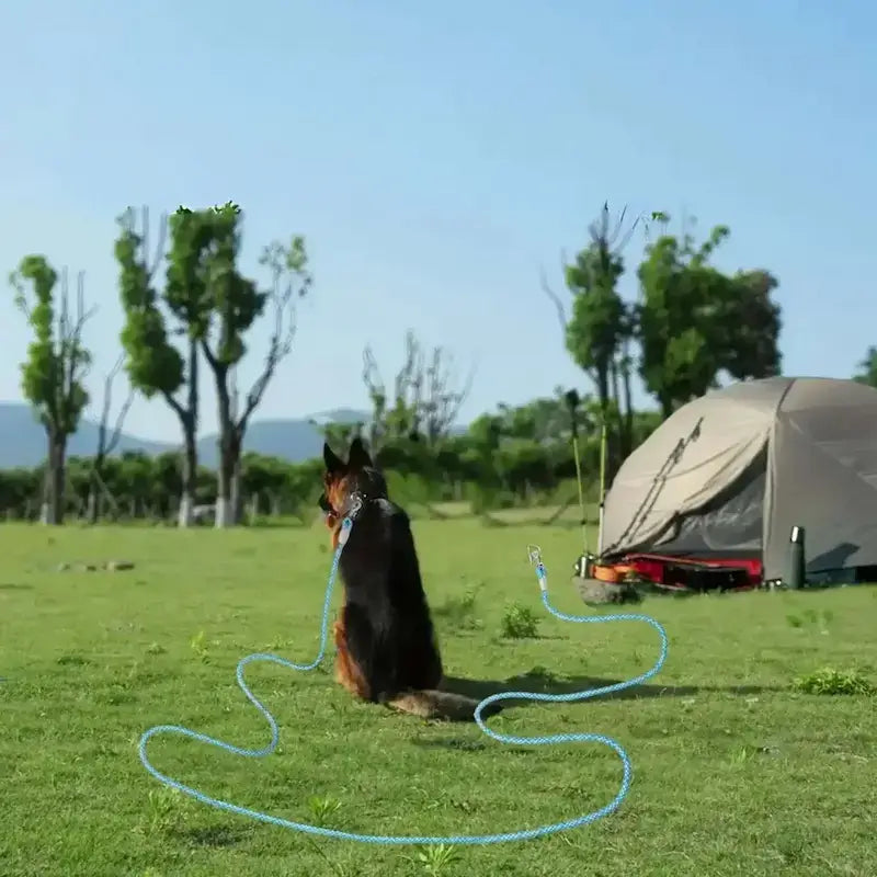 Un berger allemand vu de dos assis au camping avec sa longe pour chien bleue.