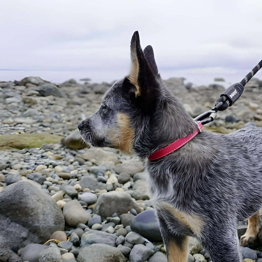Un berger australien près de l'eau avec sa longe pour chien Énergie.