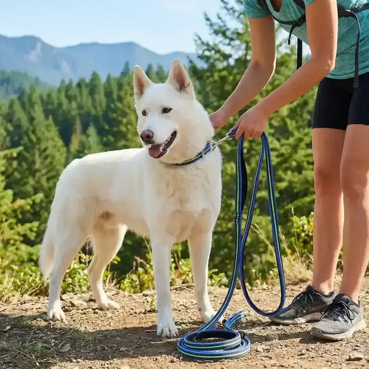 Un berger suisse en randonnée avec son maître et sa longe pour chiens bleue.