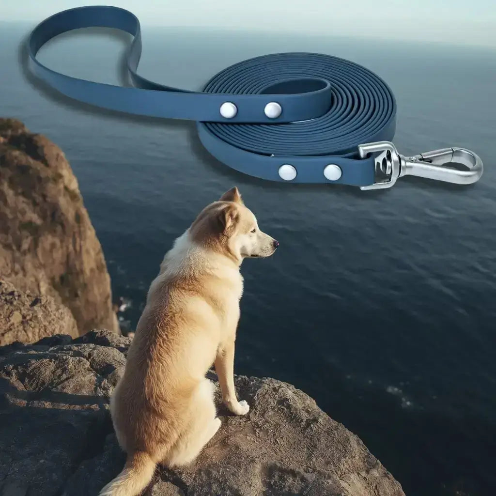 Un akita assis sur un rocher regarde l'océan avec une longe pour chien de 15m bleue.