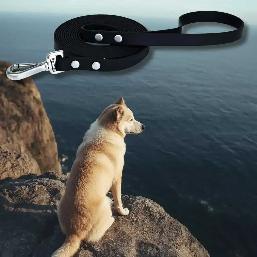 Un akita assis sur un rocher regarde l'océan avec une longe pour chien de 15m noire.