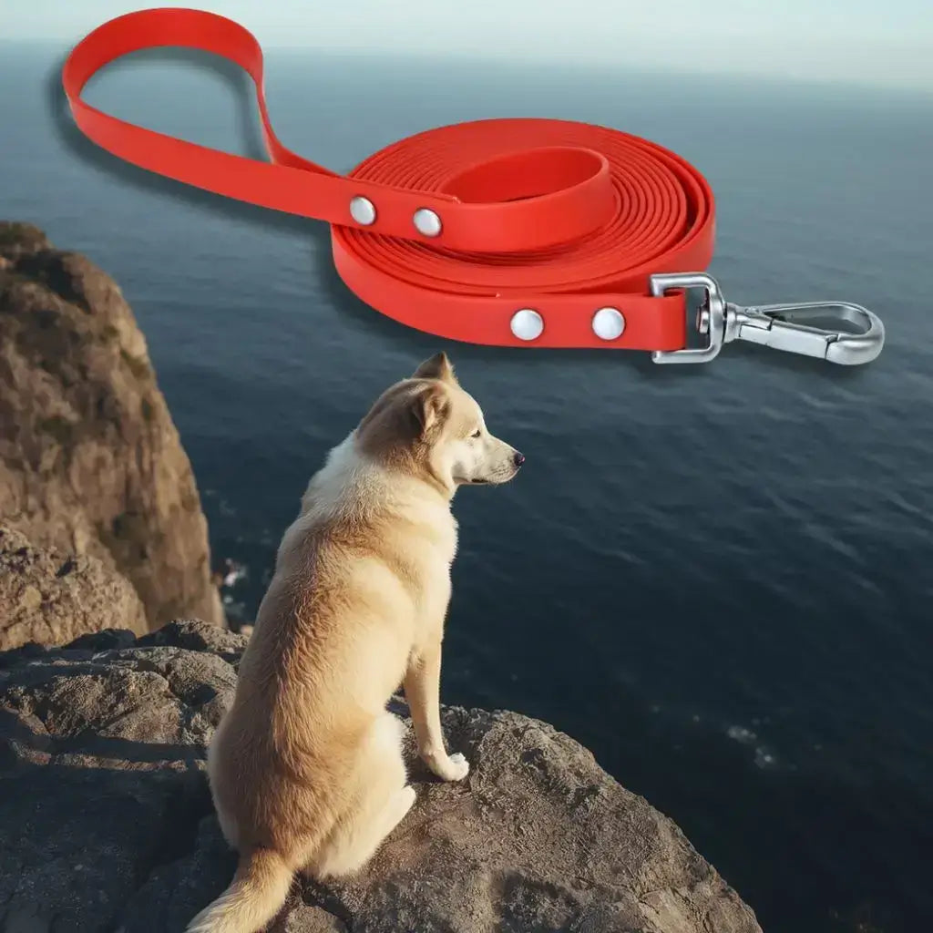 Un akita assis sur un rocher regarde l'océan avec une longe pour chien de 15m rouge.