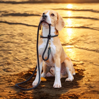 longe pour chien avec longe dans bouche bord plage