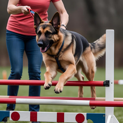 longe pour chien berger allemand saute obstacle agilitee maitre cote