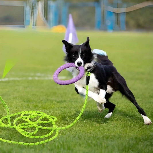 Un border collie sur un terrain d'agilité avec sa longe pour chien Agilité.