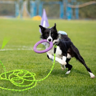 longe pour chien border collie terrain agilite
