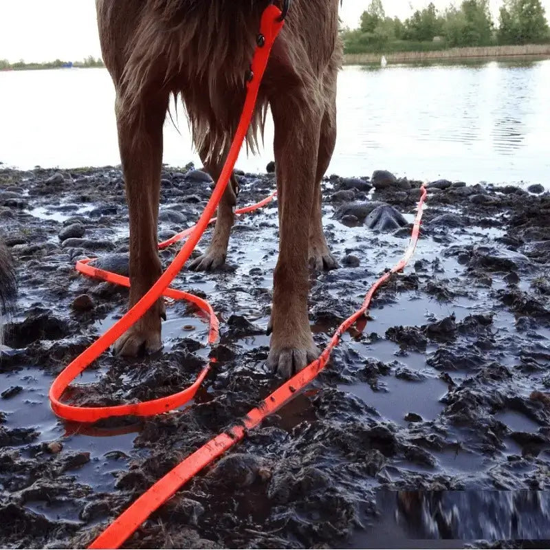 Un chien avec une longe pour chien rouge qui traine dans la boue.