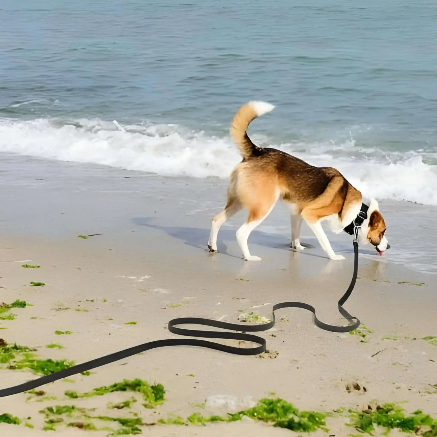 Un chien sur la plage boit de l'eau avec sa longe pour chien noire.