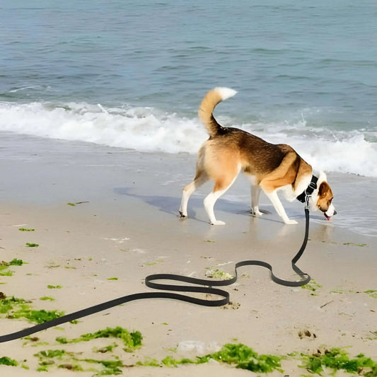 Un chien sur la plage boit de l'eau avec sa longe pour chien noire.