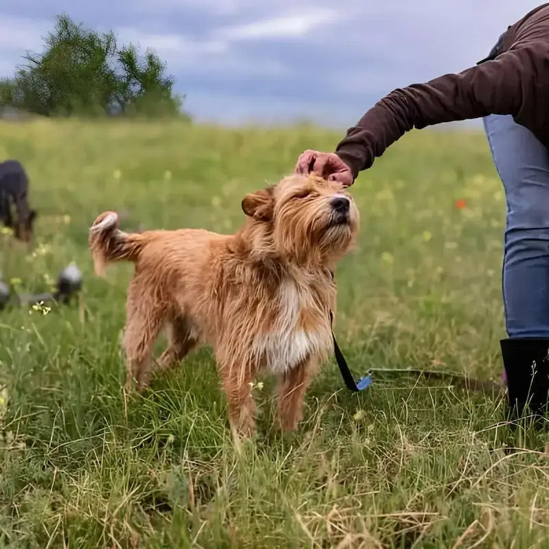 Un chien Benji avec son maître dans un champs.
