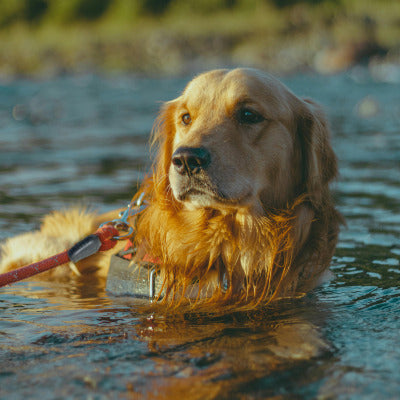 longe pour chien golden dans eau longe flotte