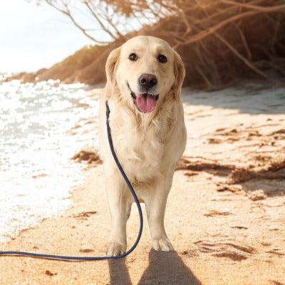 longe pour chien golden plage avec longe