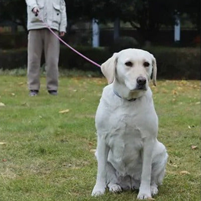 longe pour chien labrador blanc avec longe maitre