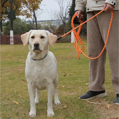 longe pour chien labrador blanc maitre longe orange