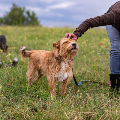longe pour chien prairie avec maitre longe