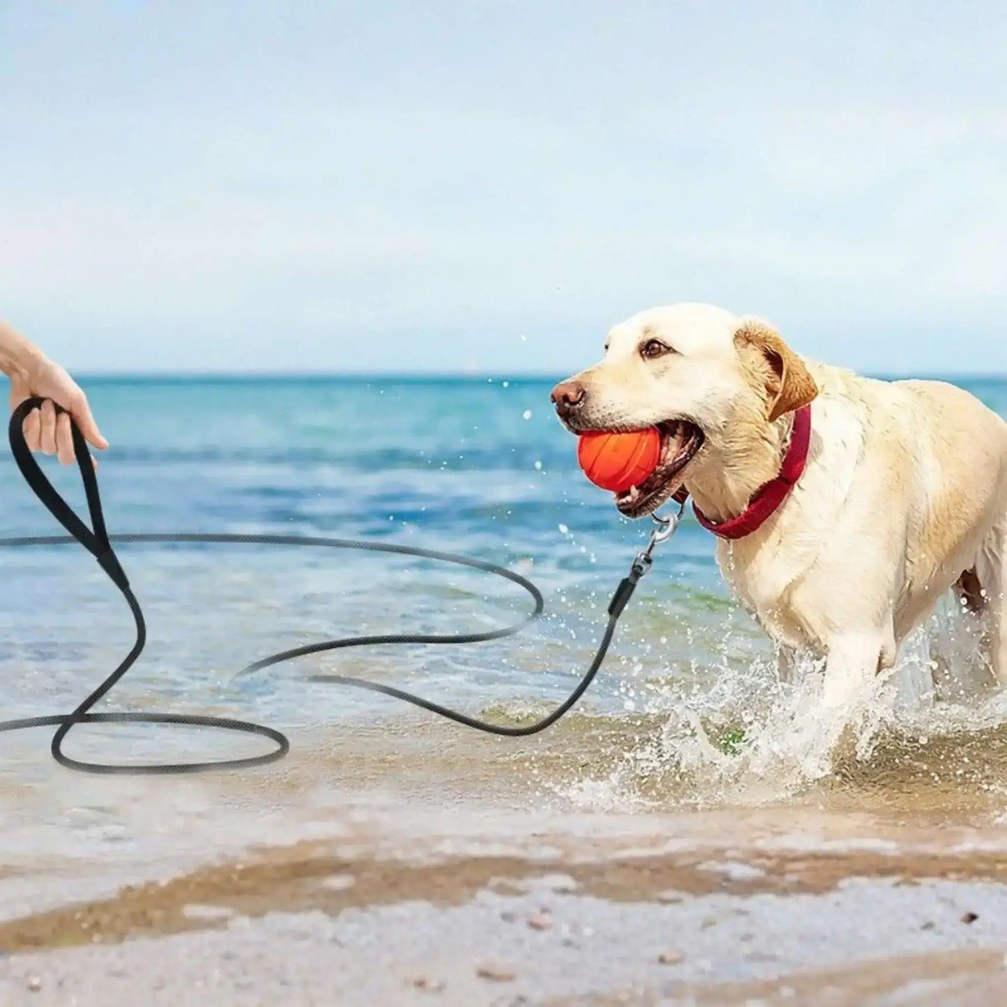 Un labrador sur la plage avec une balle dans la bouche et sa longe pour chien noir.