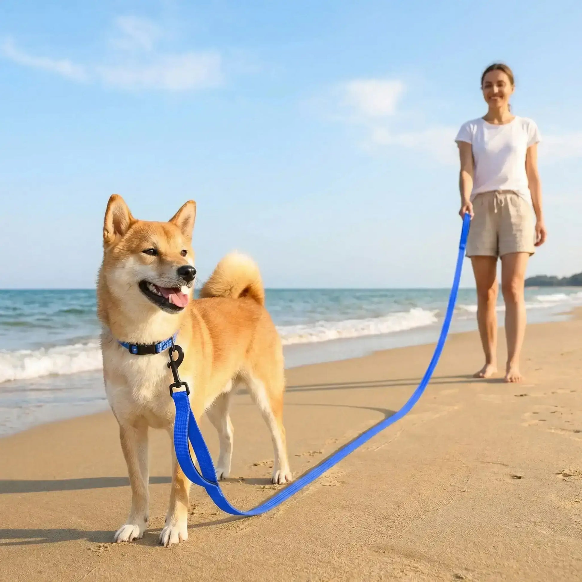 Un shiba inu avec son maître sur la plage avec sa longe pour chiens bleue.