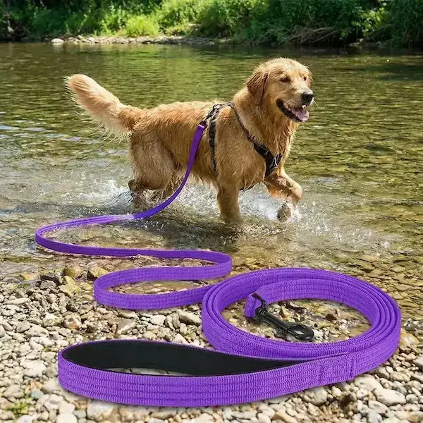 Un golden retriever marche dans la rivière avec une longe pour chiens violette.