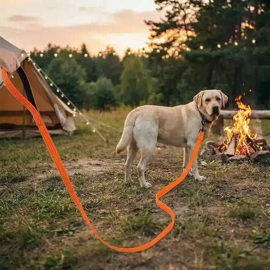 Un labrador près d'un feu en camping avec sa longe pour chiens orange.