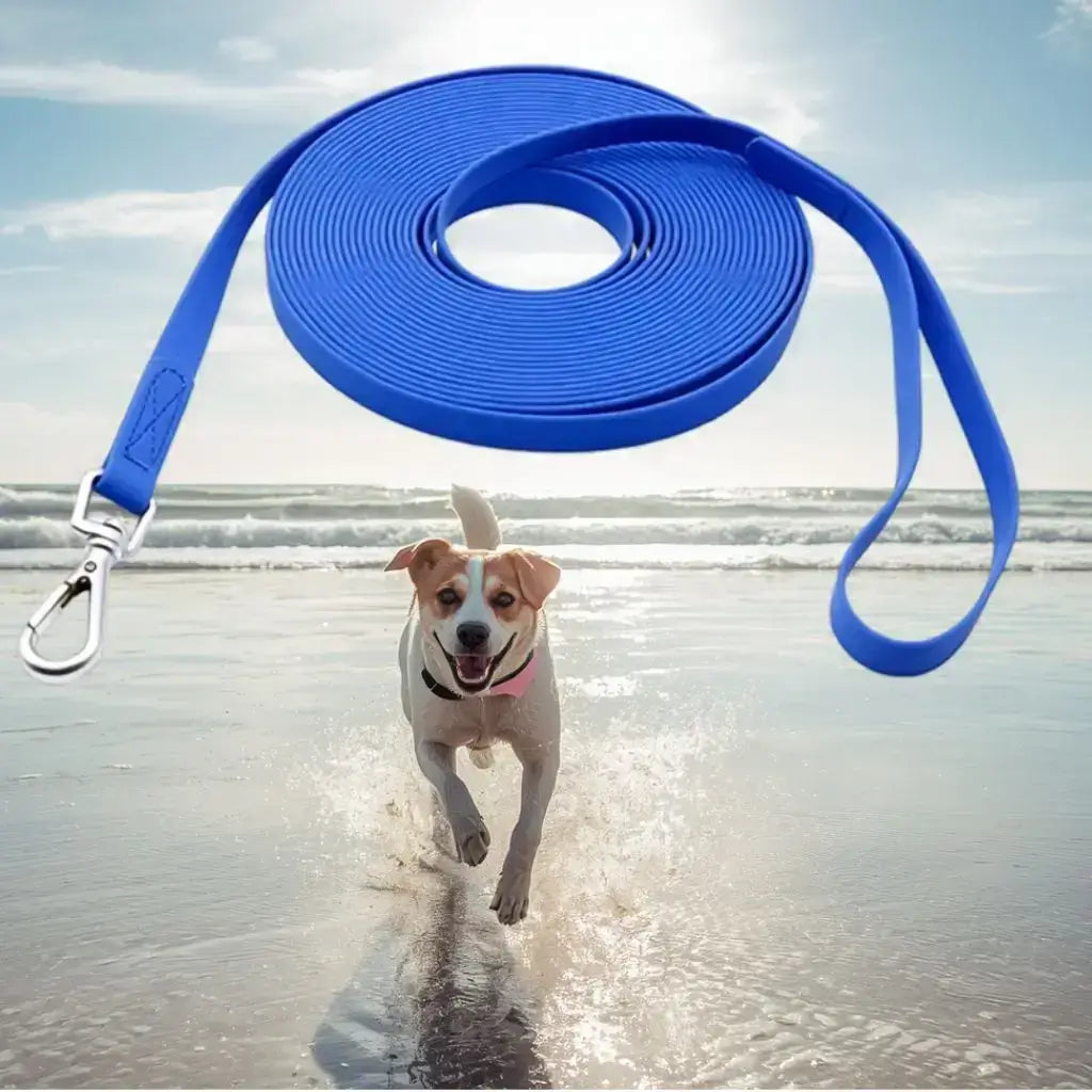 Un beagle qui court sur la plage avec une longe pour chiens bleue.