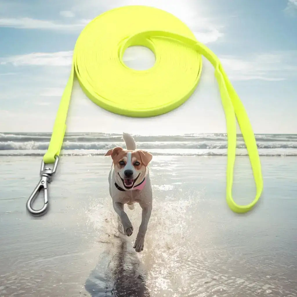 Un beagle qui court sur la plage avec une longe pour chiens de couleur jaune.
