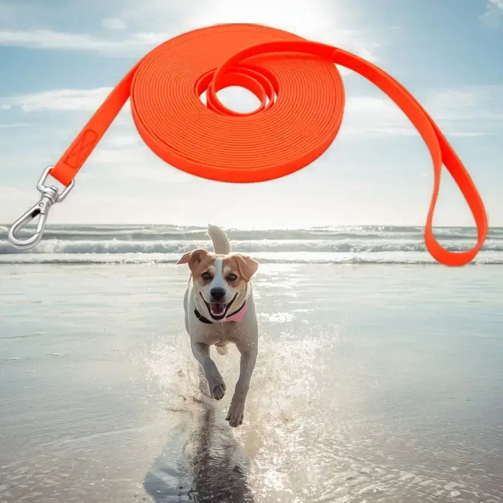 Un beagle qui court sur la plage avec une longe pour chiens orange.