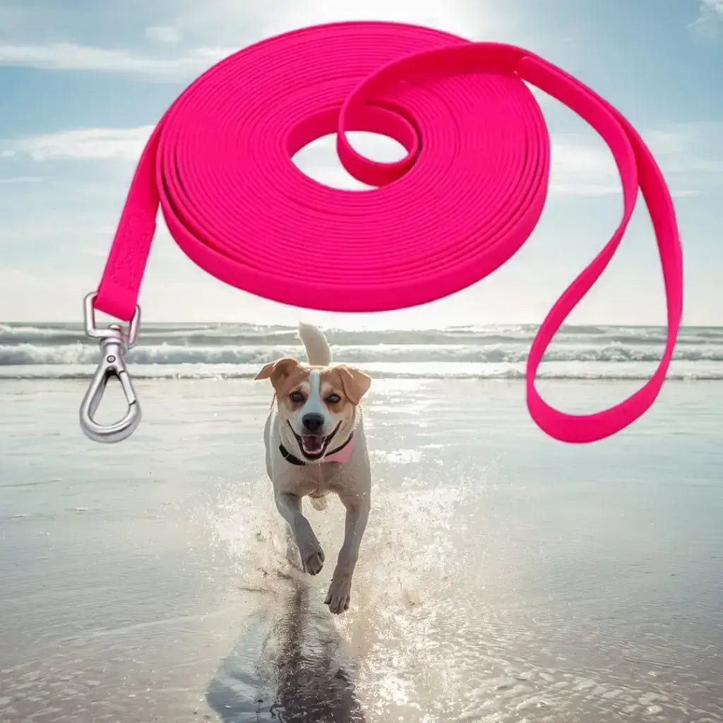 Un beagle qui court sur la plage avec une longe pour chiens de couleur rouge.