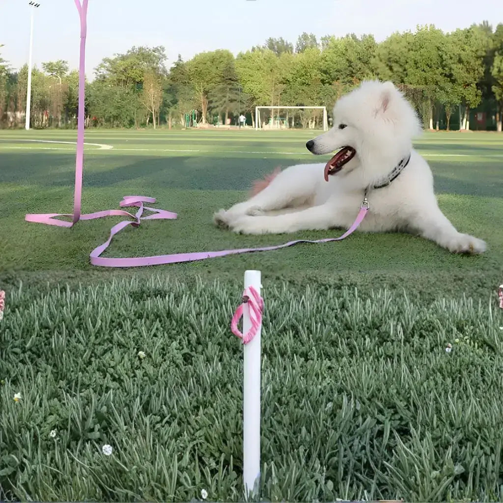 Un husky allongé sur une pelouse au parc avec sa longe pour chiens violette.
