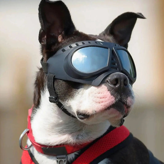 Un Boston terrier avec une lunette pour chien de moto noire.