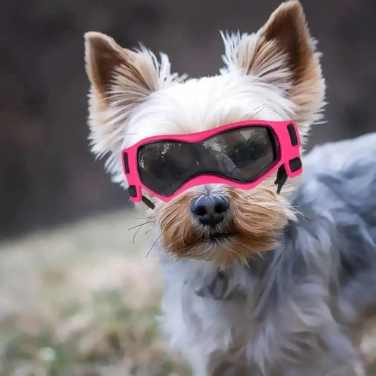 Un Yorkshire porte une lunette de soleil pour chien rose.