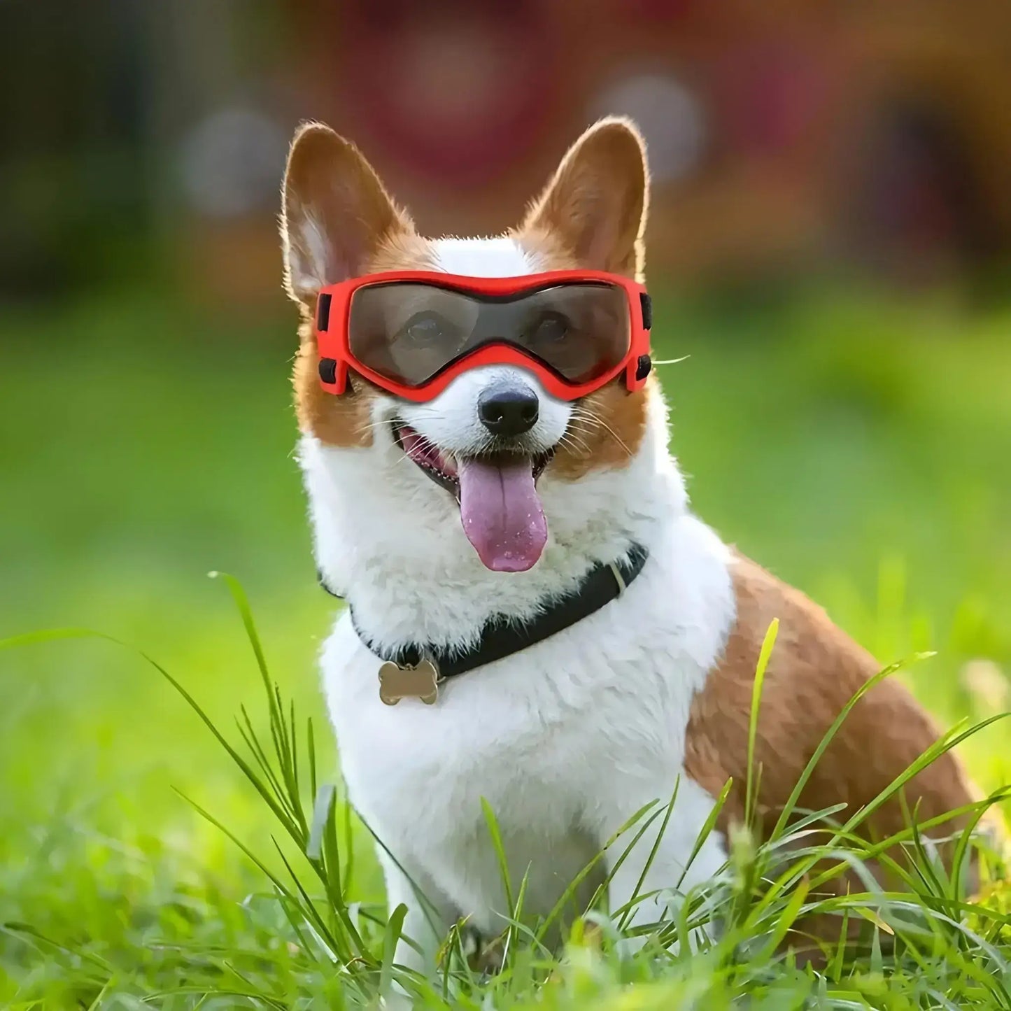 Un corgi assis sur la pelouse porte une lunette de soleil pour chien rouge.