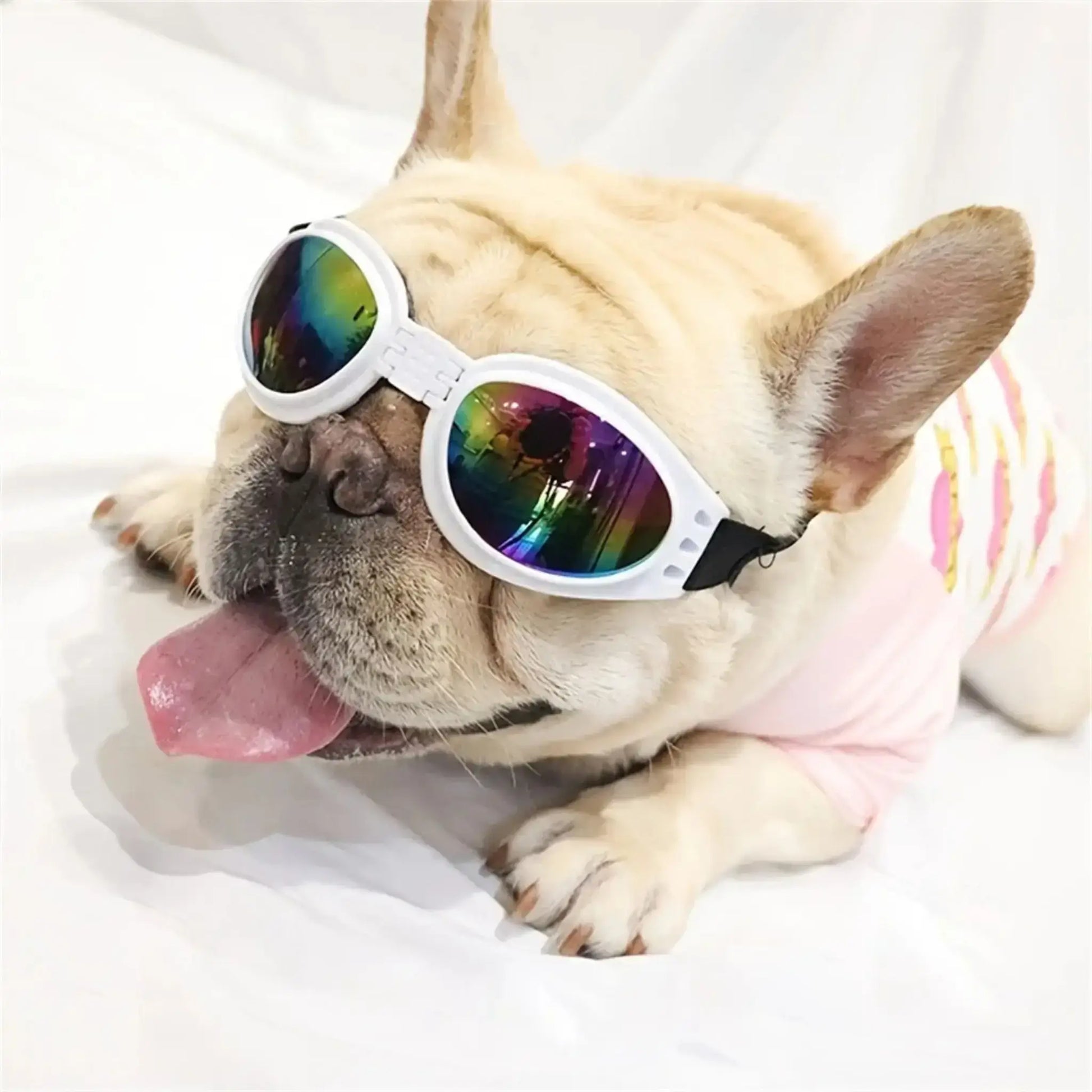 Un bouledogue français allongé avec une lunette de soleil pour chien blanche.