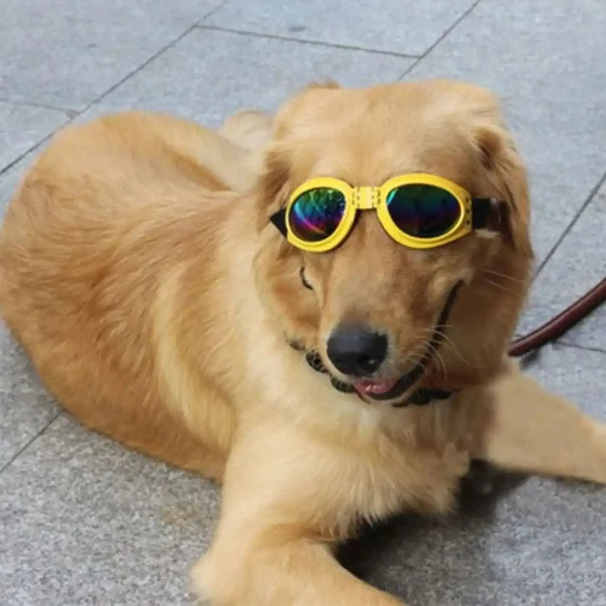Un golden retriever allongé sur le sol avec une lunette de soleil pour chien jaune.