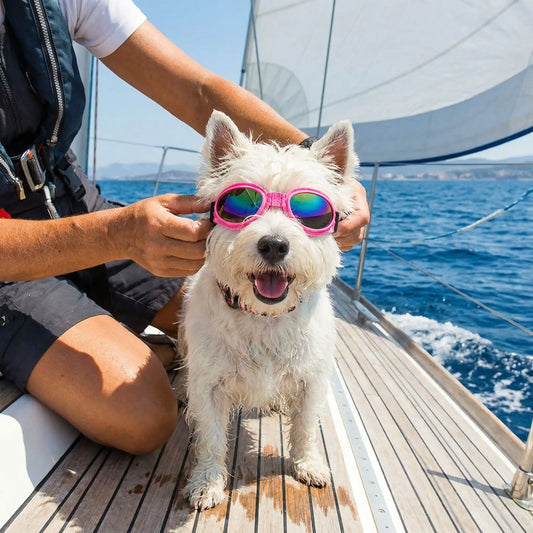 Un west highland trempé sur un bateau avec son maître porte une lunette de soleil pour chien rose.