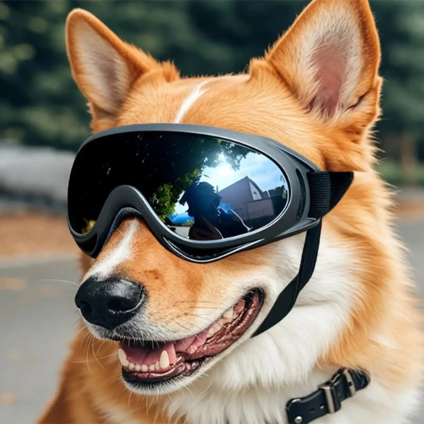 Un corgi avec une lunette de soleil pour chien noire.