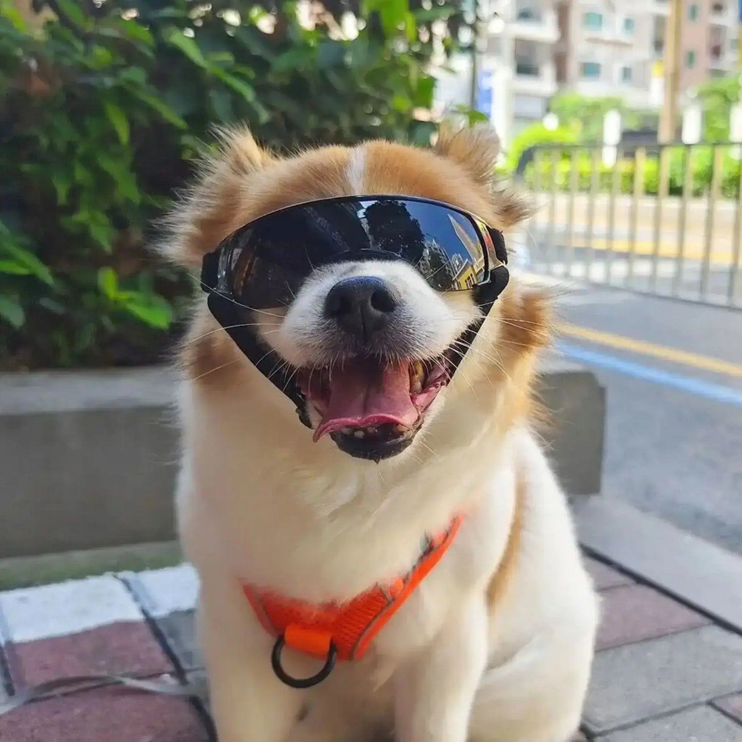 Un chihuahua assis sur un trottoir porte une lunette pour chien noire.