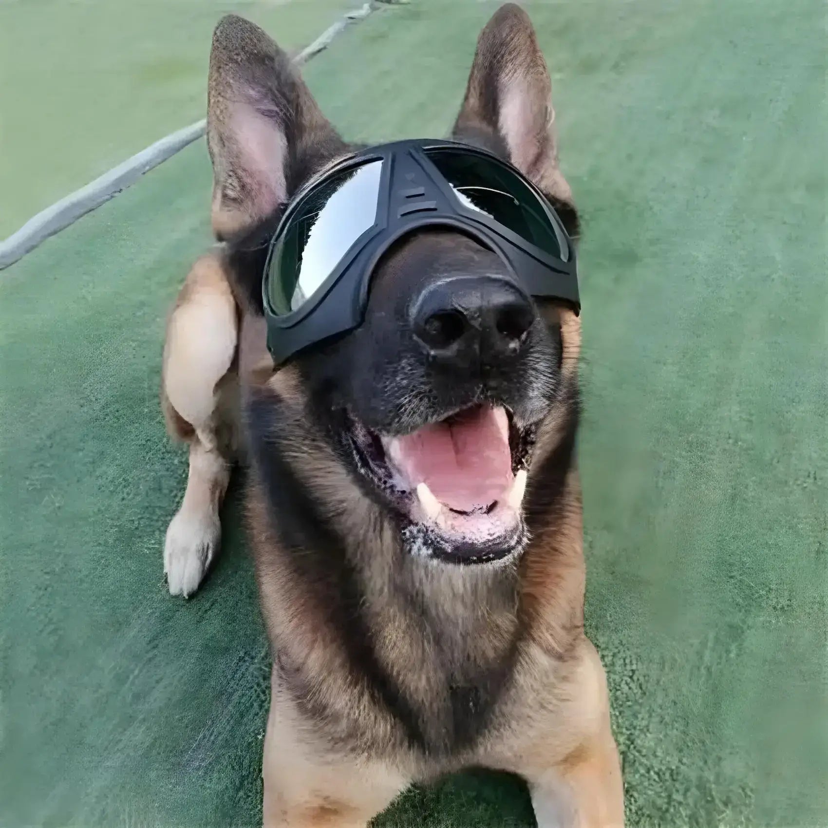 Un berger allemand allongé avec des lunettes pour chien de moto noires.